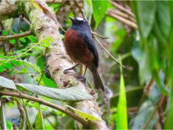 Slaty-backed Chat-Tyrant